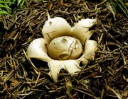 Universum "Das geheimnisvolle Leben der Pilze". Seit urdenklichen Zeiten sind sie in der Luft, unter Wasser und vor allem an Land. Sie sind weder Tier noch Pflanze. Schon seit der Antike haben sich alle Kulturen mit ihnen befasst. Trotz ihrer fast un&uuml;berschaubaren Vielfalt fasst man sie mit einem Begriff zusammen - Pilze. Universum-Filmer Kurt M&uuml;ndl dringt in das geheimnisvolle Leben der Pilze ein - in den heimischen W&auml;ldern, in Norditalien und Frankreich. Im Bild: Erdstern. SENDUNG: ORF2, DO, 21.10.2004, 20:15 UHR. - Veroeffentlichung fuer Pressezwecke honorarfrei ausschliesslich im Zusammenhang mit oben genannter Sendung des ORF bei Urhebernennung. Foto:ORF/Power of Earth. Andere Verwendung honorarpflichtig und nur nach schriftlicher Genehmigung der Abteilung ORF/GOEK-Photographie. Copyright:ORF-PHOTOGRAPHIE, Wuerzburggasse 30, A-1136 Wien, Tel. +43-(0)1-87878-14383.