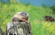 Murmeltier: Erstes Sonnenbad nach dem Winterschlaf  .