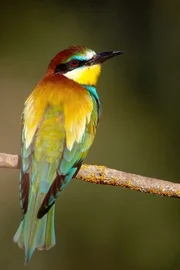 Der tropisch bunte Bienenfresser liebt das mediterrane Klima und ist vielerorts in S&uuml;dspanien heimisch.