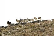 W&ouml;lfe des Wapiti Lake Wolfsrudel im Yellowstone Nationalpark im Herbst 2017