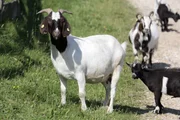 Die Ziegenbande vom Kinderbauernhof darf sich am "Wilden Berg"  frei bewegen.