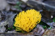 Gelber Korallenpilz.