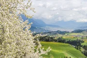 Blick von Sellrain ins Inntal zur Kirschbl&uuml;te.