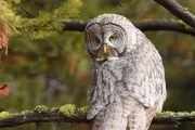 Gro&szlig;e Graueule - Bartkauz im Yellowstone Nationalpark im Herbst 2016