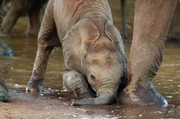 Dieser kleine Elefant kniet zum Trinken nieder, denn Elefantenkinder m&uuml;ssen den pr&auml;zisen Einsatz ihres R&uuml;ssels erst erlernen.