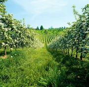 Obstbaum-Reihen.
