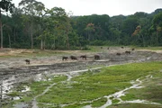 Seit 2021 gilt der Waldelefant als vom Aussterben bedroht. Auf dieser Lichtung in der Zentralafrikanischen Republik gibt es noch eine Chance, die kleinsten unter den grauen Riesen zu sehen. Der schlammige Untergrund zieht die Tiere wegen seines Reichtums an Mineralien an.