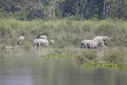 Der indische Kaziranga-Nationalpark ist ein Paradies f&uuml;r Asiatische Elefanten. Doch nur in der Trockenzeit. Wenn der Monsunregen kommt, &uuml;berflutet der Brahmaputra gro&szlig;e Teile des Parks und treibt die Tiere in Richtung Zivilisation.