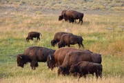 Bisons im Yellowstone Nationalpark im Sommer 2017