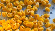 Tortellini aus Bologna. Tortellini aus Bologna.