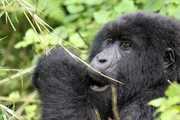 Berggorillas entz&uuml;cken durch ihre Frisuren. Das dichte Fell brauchen sie, denn im Nebelwald der Virungaberge in Grenzgebiet Ruandas zur Demokratischen Republik Kongo kann es empfindlich kalt werden.
