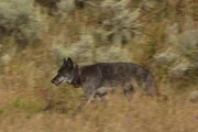 Das Alpha-Weibchen 926 des Lamar Canyon Wolfsrudel im Yellowstone Nationalpark im Sommer 2017