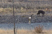 Das Alpha-Weibchen 926 des Lamar Canyon Wolfsrudel beim Jagd-Versuch auf einen Wei&szlig;wedelhirsch im Yellowstone Nationalpark im Fr&uuml;hjahr 2017
