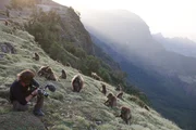 Mit der Kamera verfolgt Andreas Kieling das tierische Miteinander im Hochland &Auml;thiopiens. Soziale Stunde nennt die Wissenschaft die Interaktionen zwischen den Dscheladas am fr&uuml;hen Morgen. Die Primaten leben in Gruppen von bis zu 300 Tieren.