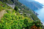 Etwas vom urspr&uuml;nglichen Leben Liguriens sp&uuml;rt man oberhalb von Riomaggiore, dem s&uuml;dlichsten der f&uuml;nf D&ouml;rfer der Cinque Terre. Hier liegen die Weinberge von Heydi Bonanini.