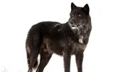 Der &ldquo;Husky&rdquo; genannte Wolf des Lamar Canyon Wolfsrudel im Winter 2016 im Yellowstone Nationalpark