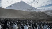 Auf Saunders Island wimmelt es von Wildtieren und es ist die Heimat von &uuml;ber einer Million Pinguinen.