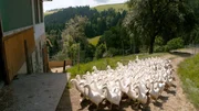 G&auml;nsehaltung auf der Saualpe der Familie Taferner.