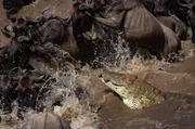 Krokodile
