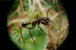 5. "Jack Jumper" sind Ameisen, die in Tasmanien vorkommen. Sie verf&uuml;gen &uuml;ber ein wirksames Gift, das sie mit einem Stich injizieren.