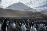 Explorer - Der Lavasee Auf Saunders Island wimmelt es von Wildtieren und es ist die Heimat von &uuml;ber einer Million Pinguinen.