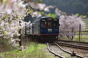 Ein Zug der Noto Railway auf der Halbinsel Noto: Die Strecke ist von blühenden Kirschbäumen gesäumt. Ein Zug der Noto Railway auf der Halbinsel Noto: Die Strecke ist von blühenden Kirschbäumen gesäumt.