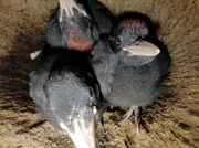 Junge Schwarzspechte in der Bruth&ouml;hle
