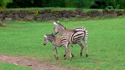 Zebrafohlen Lucia aus dem Opel Zoo Kronberg darf endlich raus auf die gro&szlig;e Afrika-Savanne.