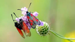 Widderchen im Lauterachtal. Eine Landschaft, bei der man ins Tr&auml;umen ger&auml;t: malerische Flusst&auml;ler, duftende Wacholderheiden, bunte Blumenwiesen, schattige W&auml;lder, geheimnisvolle H&ouml;hlen, beeindruckende Fels-Riesen und der Duft von Thymian und Salbei. Eine Szenerie, die einen gedanklich in s&uuml;dlichere, mediterrane Gefilde katapultiert, in die Toskana oder die Provence. Doch diese Toskana liegt in Ostbayern: der Bayerische Jura, ein Eldorado f&uuml;r Pflanzen und Tiere. Weiteres Bildmaterial finden Sie unter www.br-foto.de.