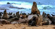 Südafrikanischer Seebär Südafrikanischer Seebär