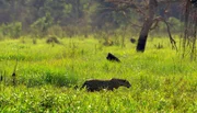 Jaguare durchstreifen Reviere bis zu 40.000 Hektar Gr&ouml;&szlig;e. Gelingt es, den Lebensraum der geschmeidigen Raubkatzen zu sch&uuml;tzen, profitieren auch zahlreiche andere Tierarten davon.