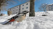 Buntspecht am Winterfutterplatz