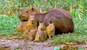 ARD/NDR DER JAGUAR, "Unbekannter Dschungelj&auml;ger", am Montag (12.11.12) um 20:15 Uhr im ERSTEN. Capybaras oder Wasserschweine sind die gr&ouml;&szlig;ten Nagetiere der Welt und eine bevorzugte Beute des Jaguars. In der Trockenzeit versammeln sie sich an den verbliebenen Wasserstellen und sind f&uuml;r die Raubkatze leicht aufzusp&uuml;ren.