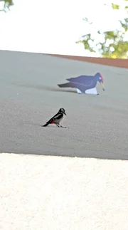 Buntspecht furchtlos vor Blechspecht