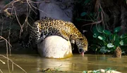 Jaguare halten sich meist dicht an Wasserl&auml;ufen auf. Die zahlreichen Seen und Fl&uuml;sse des Pantanal sind Anziehungspunkte f&uuml;r Wasserschweine, Kaimane und andere Beutetiere des Jaguars.