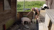 Bauer Sepp Riegler bei den Schweinen.