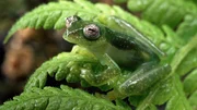 Ein Glasfrosch im Bergregenwald Ecuadors. Mit 1.155 verschiedenen Arten beherbergen die Tropischen Anden die bei weitem gr&ouml;&szlig;te Amphibiendiversit&auml;t der Welt. 1.088 Arten davon sind Fr&ouml;sche.