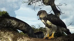 Die Harpyie gilt als der kr&auml;ftigste Greifvogel der Erde. Zu ihrer Beute z&auml;hlen V&ouml;gel, Faultiere oder Affen.