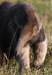 In der N&auml;he von Boa Vista, einer kleinen Stadt im Norden Brasiliens - ausgerechnet in den wachsenden Holzplantagen, die dort seit ein paar Jahren vielen Tierarten den nat&uuml;rlichen Lebensraum nehmen - findet der Gro&szlig;e Ameisenb&auml;r offensichtlich eine optimale Umgebung vor - kaum nat&uuml;rliche Feinde, daf&uuml;r aber ausreichend Nahrung unter den Bl&auml;ttern der Akazienb&auml;ume.
