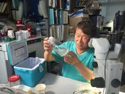 Shin Kubotas Labor in Shirahama ist der einzige Ort auf der Welt, wo unsterbliche Lebewesen gehalten werden: kleine Quallen, die ihren eigenen Tod &uuml;berleben.