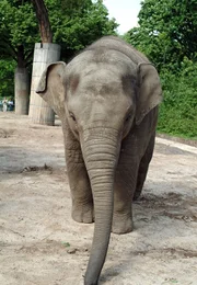 Shaina ist eine gute Sch&uuml;lerin geworden. Das zweij&auml;hrige Elefantenm&auml;dchen geht sogar auf Kommando in stabile Seitenlage. Und Balance halten- klappt auch schon ganz gut ...
