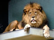 L&ouml;we Paule liebt Parf&uuml;m.