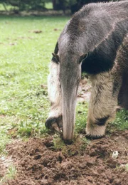 Grosser Ameisenb&auml;r nach Ameisen grabend