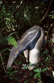 In der N&auml;he von Boa Vista, einer kleinen Stadt im Norden Brasiliens - ausgerechnet in den wachsenden Holzplantagen, die dort seit ein paar Jahren vielen Tierarten den nat&uuml;rlichen Lebensraum nehmen - findet der Gro&szlig;e Ameisenb&auml;r offensichtlich eine optimale Umgebung vor - kaum nat&uuml;rliche Feinde, daf&uuml;r aber ausreichend Nahrung unter den Bl&auml;ttern der Akazienb&auml;ume.