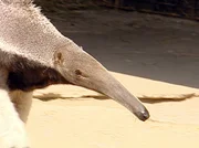 Ameisenb&auml;r im Freigehege.