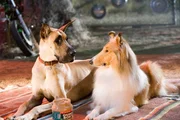 Als Marmaduke (l.) in Kalifornien die bezaubernde Collie-Dame Beverly (r.) und ihre versnobten schicken Freunde aus der Schicki-Micki-Clique kennenlernt, ist es um ihn geschehen. Er spielt, um ihnen zu imponieren, den supercoolen &Uuml;berflieger und setzt damit die Freundschaft zu Lucy und ihrer Gang aufs Spiel ...