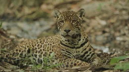 Der Jaguar gilt als der K&ouml;nig des Dschungels, als m&auml;chtiger und kraftvoller J&auml;ger. Sein Revier ist oft mehrere hundert Quadratkilometer gro&szlig;.