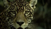 Jaguare sind Lauerj&auml;ger. Sie schleichen sich lautlos an und &uuml;berraschen ihre Beute.
