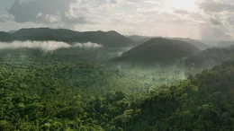 Kaum besiedelt, unber&uuml;hrt und wild, sind die Regenw&auml;lder das gr&uuml;ne Herz Guyanas.