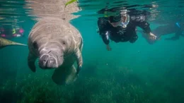 Eine der langsamsten Kreaturen des Meeres ist die Rundschwanzseekuh oder Manati zuhause in den warmen K&uuml;stengew&auml;ssern der Welt. Das Winter-Domizil der Karibik-Manati ist Florida.